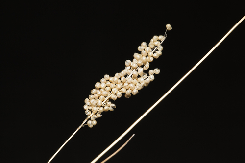 Airopsis tenella (Airopsis tenella)