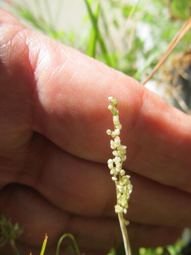 Airopsis tenella (Airopsis tenella)