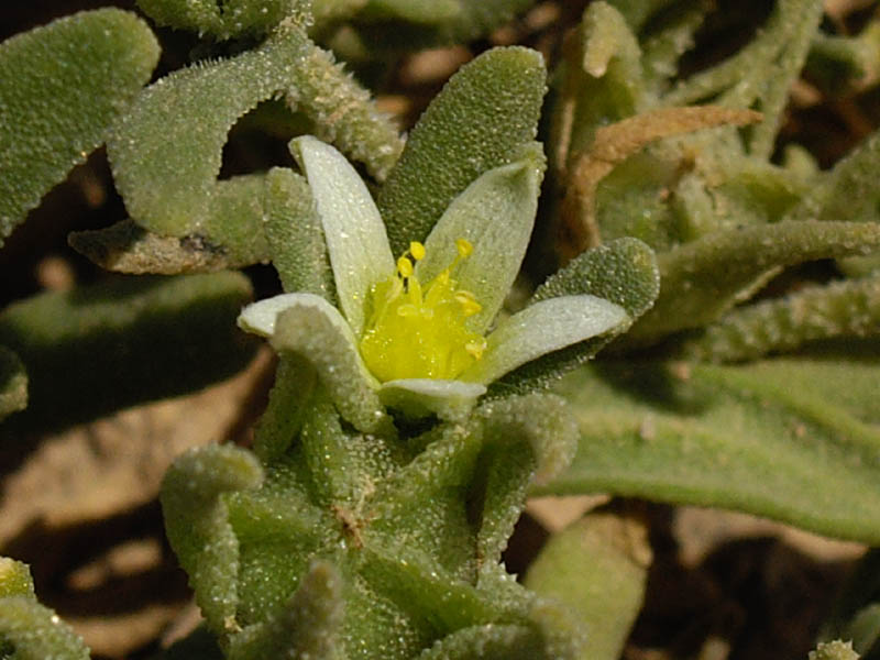 Aizoanthemopsis hispanica: Aizoon hispanicum