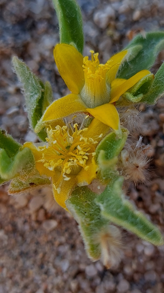 Aizoanthemum rehmannii (Aizoanthemum rehmannii)