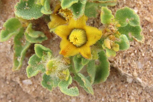 Aizoanthemum rehmannii (Aizoanthemum rehmannii)