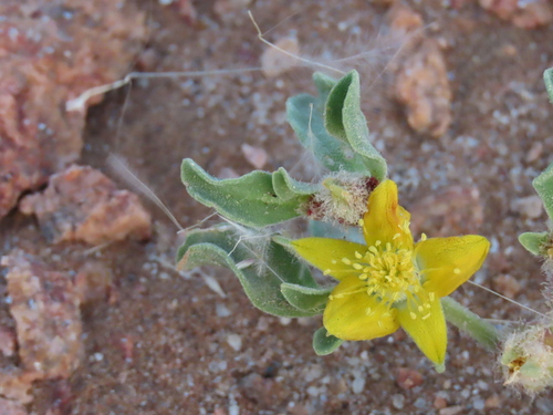 Aizoanthemum rehmannii (Aizoanthemum rehmannii)