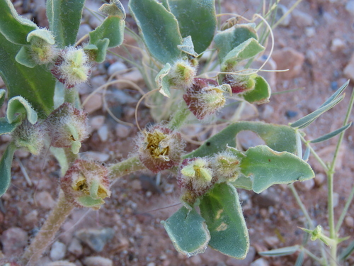 Aizoanthemum rehmannii (Aizoanthemum rehmannii)