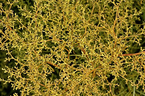 Aizoon africanum: Aizoon africanum , inflorescences; flowers still in bud. Karroid vegetation, vicinity of De Rust, Klein Karoo, Western Cape, South Africa