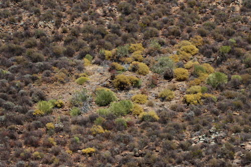 Aizoon africanum (Aizoon africanum)