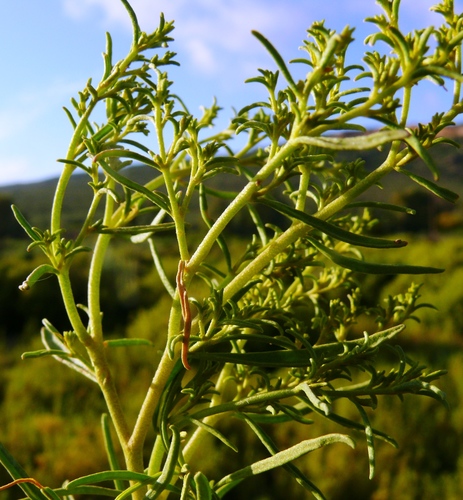 Aizoon africanum (Aizoon africanum)