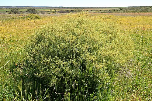 Aizoon africanum: Aizoon africanum , plant with inflorescnces, but flowers still in bud; old cultivated field, farm Oorlogskloof, Nieuwoudtville, Northern Cape, South Africa