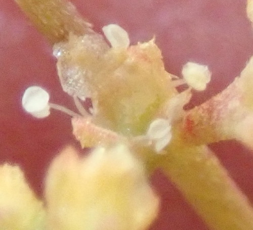 Aizoon africanum (Aizoon africanum)