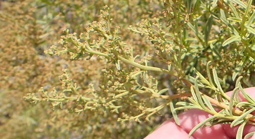 Aizoon africanum (Aizoon africanum)