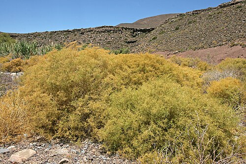 Aizoon africanum: Aizoon africanum , plants (yellowish bushes) in habitat; Verlatekoof Pass, Sutherland, Northern Cape, South Africa