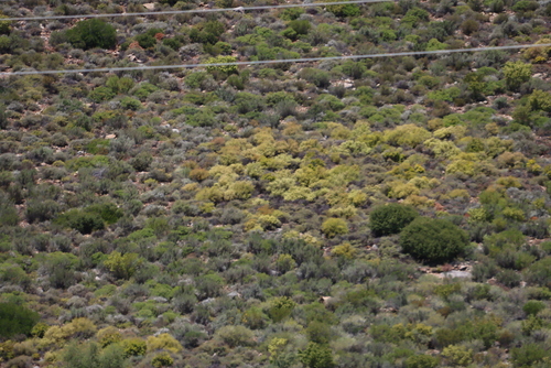 Aizoon africanum (Aizoon africanum)