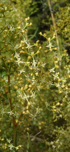 Aizoon africanum (Aizoon africanum)