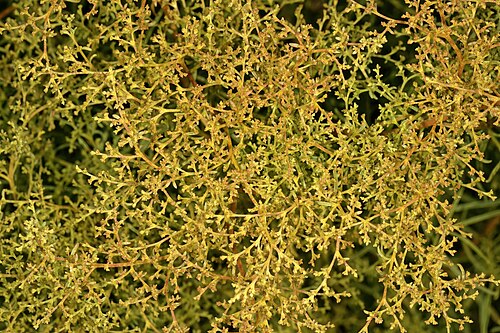 Aizoon africanum: Aizoon africanum , inflorescences; flowers still in bud. Karroid vegetation, vicinity of De Rust, Klein Karoo, Western Cape, South Africa