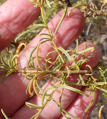 Aizoon africanum (Aizoon africanum)