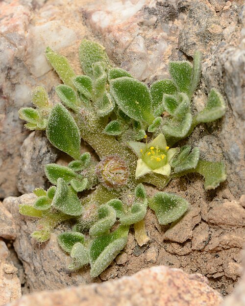 Purslane-leaved aizoon: Aizoon canariense , Nahal Zfahot, Eilat Mountains, Israel, January 18, 2013.