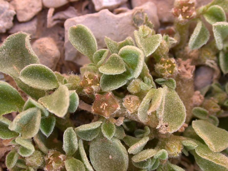 Purslane-leaved aizoon: Aizoon canariense L. (חיעד קנרי), Judean Desert, Israel, December 8, 2006.