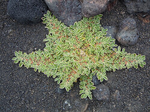 Purslane-leaved aizoon: Aizoon canariense au pied de la Montaña Bermeja , Yaiza, Lanzarote