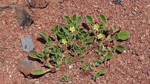 Purslane-leaved aizoon (Aizoon canariense)