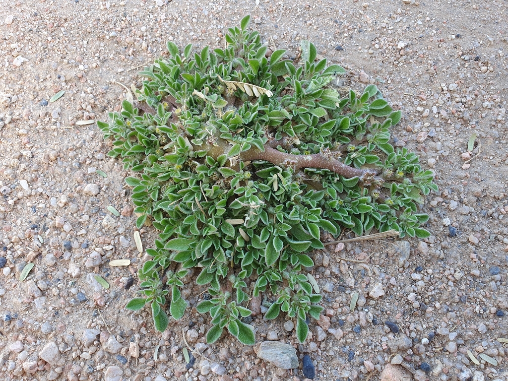 Purslane-leaved aizoon (Aizoon canariense)