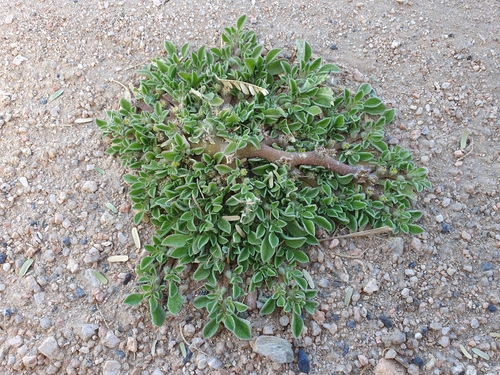 Purslane-leaved aizoon