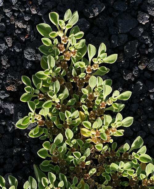 Purslane-leaved aizoon: Taken near Montaña Roja, Playa Blanca, Lanzarote. Thanks to biofotocanarias for the id.