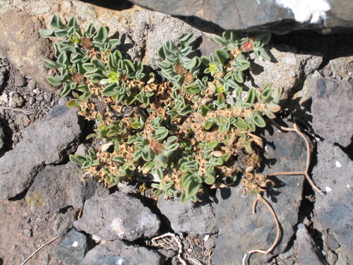 Purslane-leaved aizoon (Aizoon canariense)