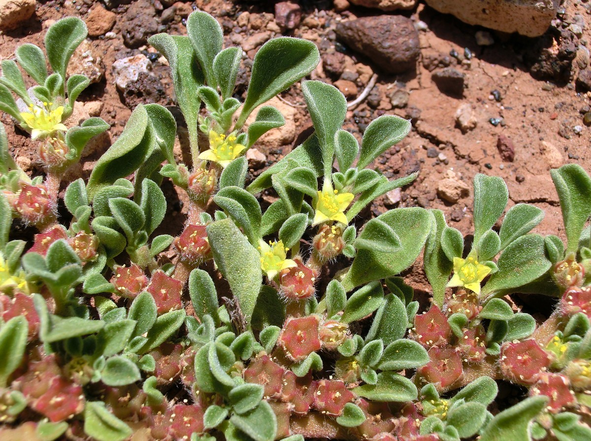 Purslane-leaved aizoon: Aizoon canariense . NW Tenerife, Teno Bajo near Punta de Teno, open coastal succulents shrubland, ca. 20 m above sea level.
