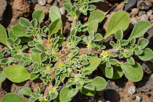 Purslane-leaved aizoon (Aizoon canariense)