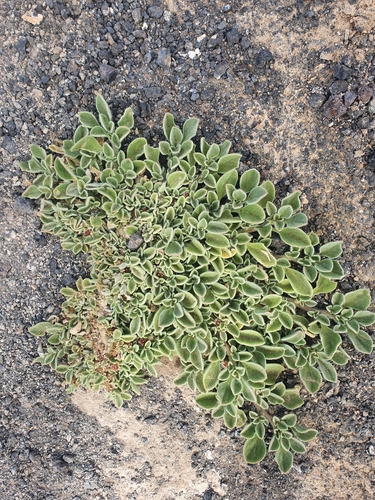 Purslane-leaved aizoon (Aizoon canariense)