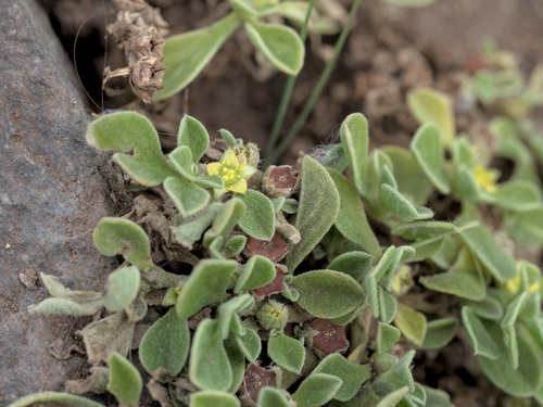 Purslane-leaved aizoon (Aizoon canariense)