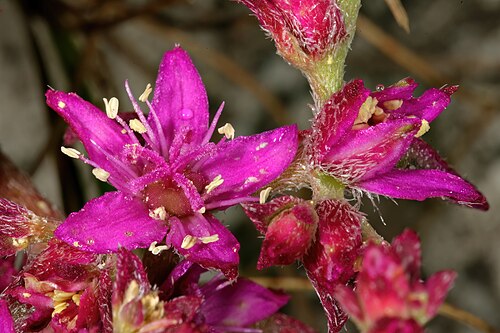 Aizoon paniculatum: Aizoon paniculatum , flowers; in recently burned fynbos, Slangkop Nature Reserve, Kommetjie, Western Cape, South Africa