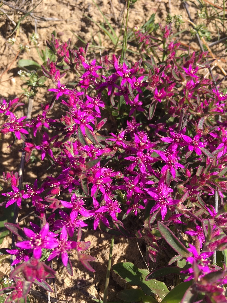 Aizoon paniculatum (Aizoon paniculatum)