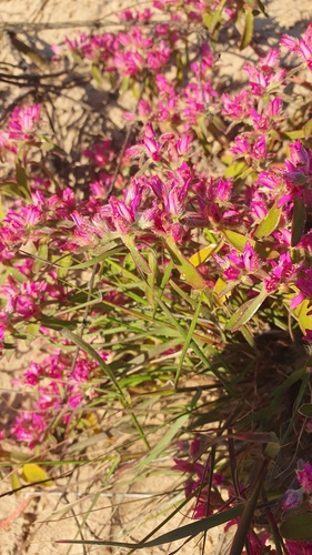 Aizoon paniculatum (Aizoon paniculatum)