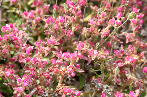 Aizoon paniculatum (Aizoon paniculatum)