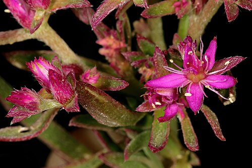 Aizoon paniculatum: Aizoon paniculatum , flowers; in recently burned fynbos, Slangkop Nature Reserve, Kommetjie, Western Cape, South Africa