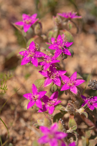Aizoon paniculatum (Aizoon paniculatum)