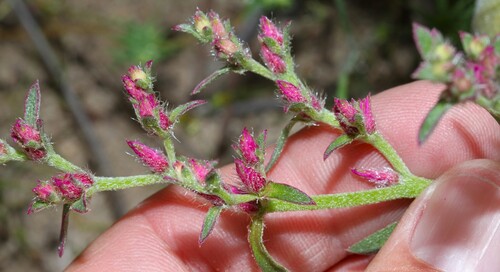 Aizoon paniculatum (Aizoon paniculatum)
