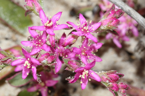 Aizoon paniculatum (Aizoon paniculatum)