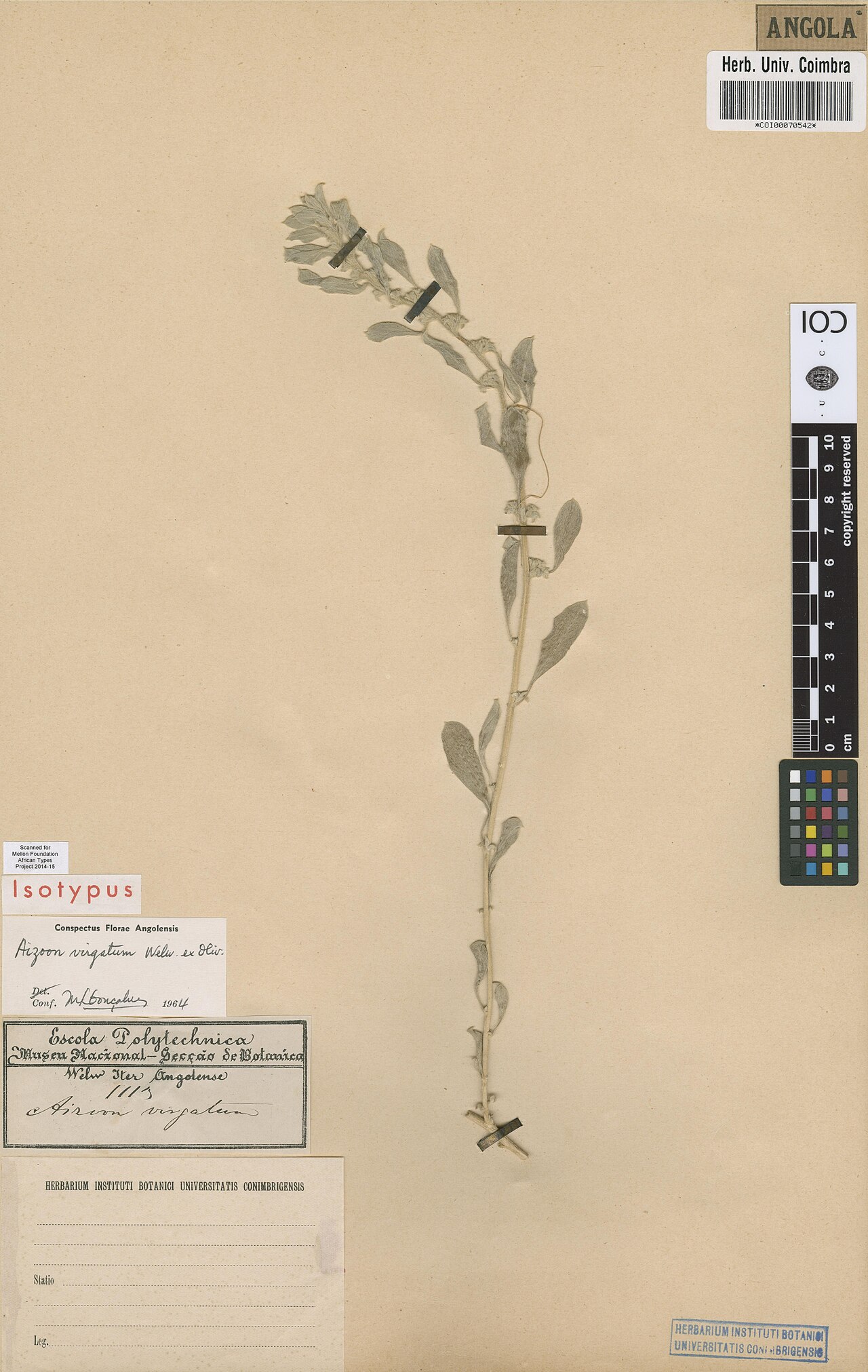 Aizoon virgatum: Photograph of Isotype of Aizoon virgatum at Herbarium of the University of Coimbra, Portugal (COI). Specimen COI00070542. http://coicatalogue.uc.pt/specimen/COI