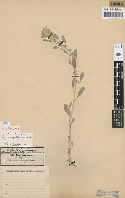 Aizoon virgatum: Photograph of Isotype of Aizoon virgatum at Herbarium of the University of Coimbra, Portugal (COI). Specimen COI00070542. http://coicatalogue.uc.pt/specimen/COI