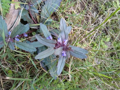 Austral bugle