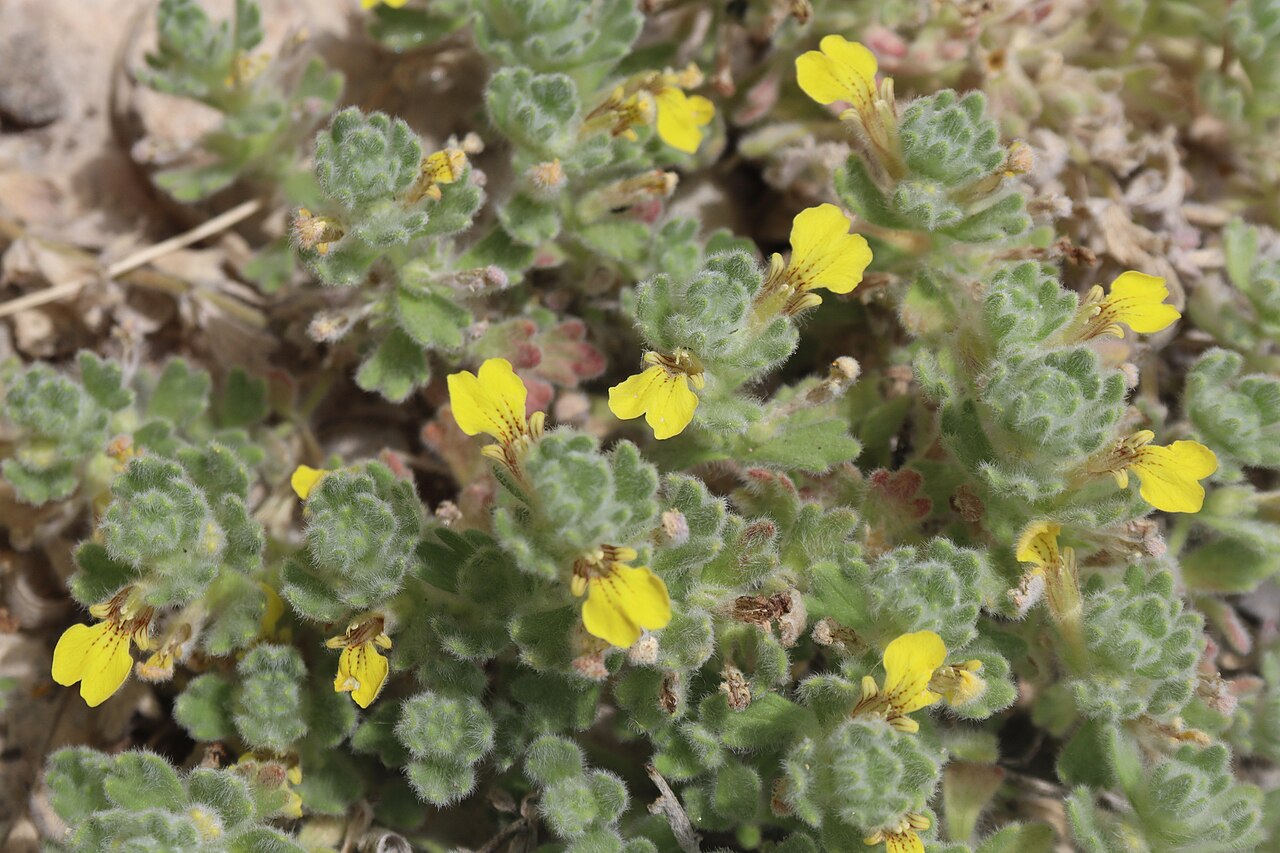 Ajuga bombycina: ' Ajuga bombycina Boiss., Fl. Orient. 4: 803 (1879).