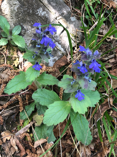 Blue bugle (Ajuga genevensis)