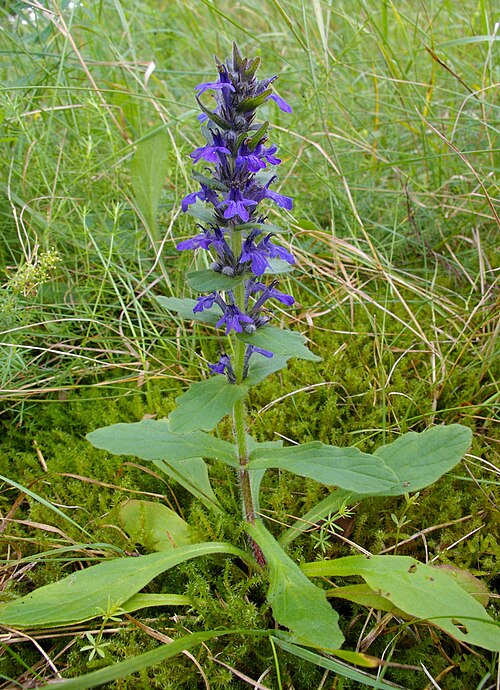 Blue bugle: Habitus of flowering Ajuga genevensis (Lamiaceae).