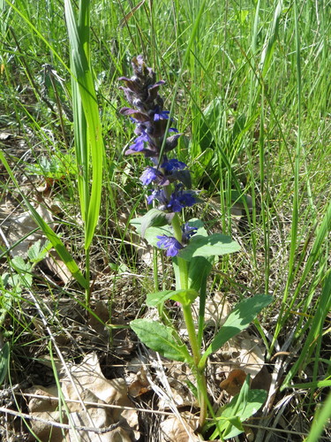 Blue bugle (Ajuga genevensis)