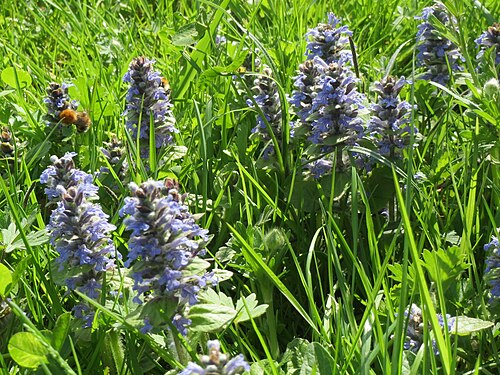 Blue bugle: Ajuga genevensis im Landesgartenschaupark Hockenheim