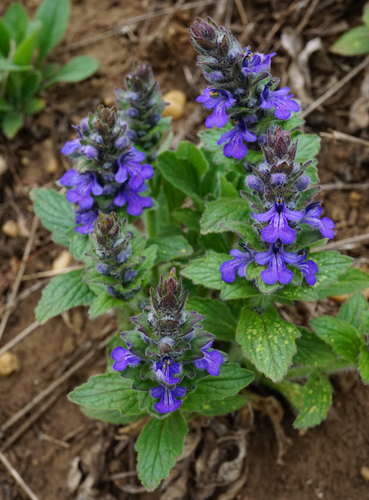Blue bugle (Ajuga genevensis)