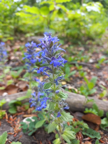 Blue bugle (Ajuga genevensis)