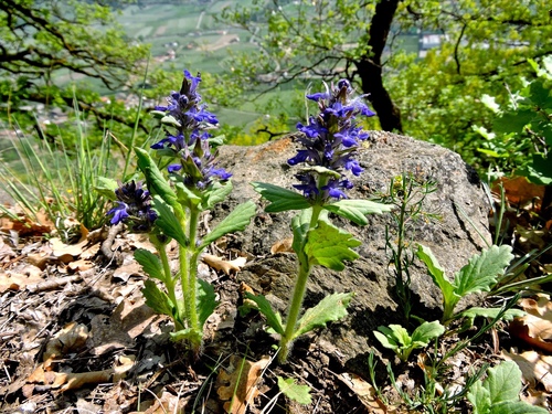 Blue bugle (Ajuga genevensis)