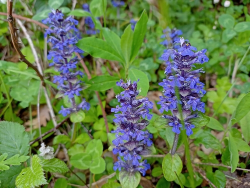 Blue bugle (Ajuga genevensis)